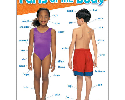 LAMINA PARTS OF THE BODY