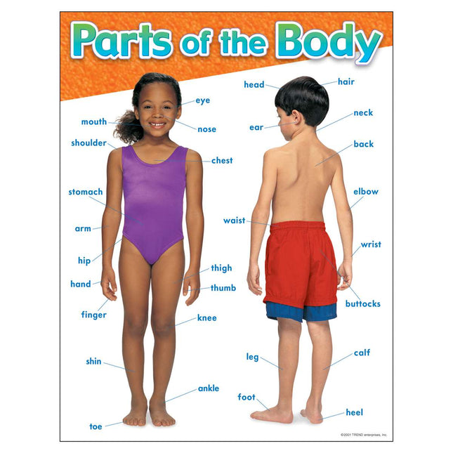LAMINA PARTS OF THE BODY