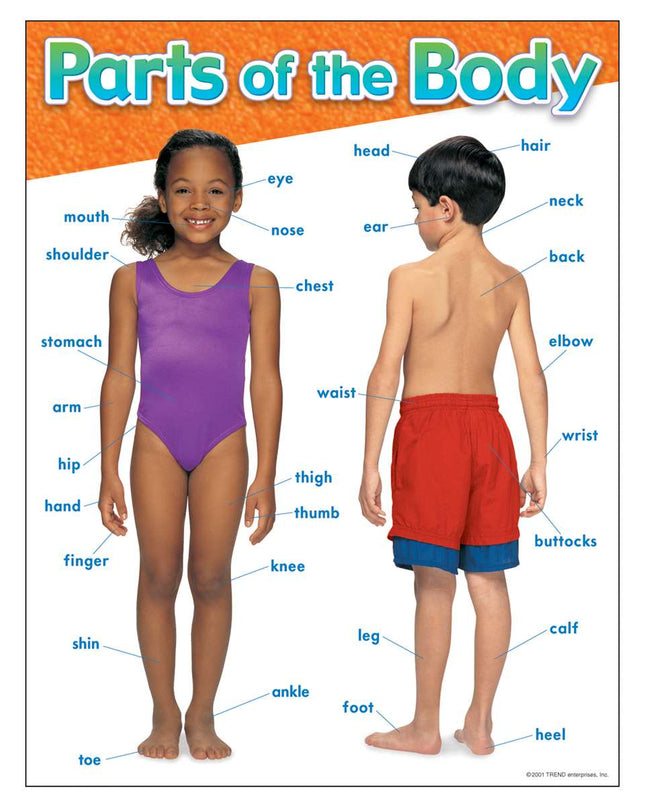 LAMINA PARTS OF THE BODY