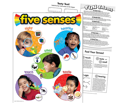LAMINA FIVE SENSES