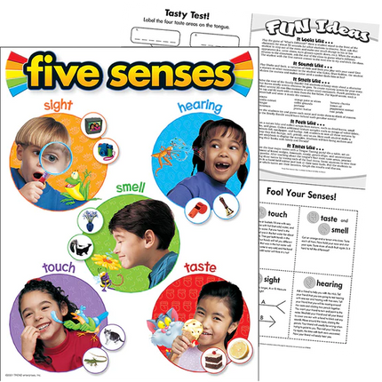LAMINA FIVE SENSES