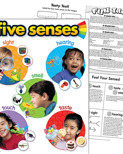 LAMINA FIVE SENSES