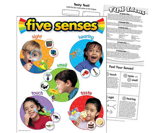 LAMINA FIVE SENSES