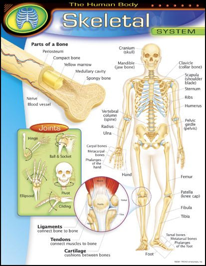 LAMINA SKELETAL SYSTEM T38093