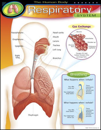 LAMINA HUMAN BODY RESPIRATORY T38094