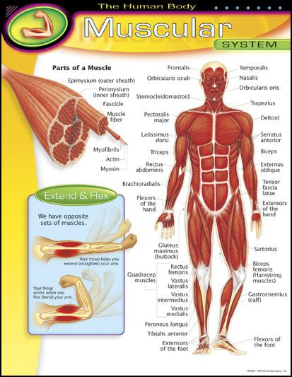 LAMINA SYSTEM MUSCULAR T38095