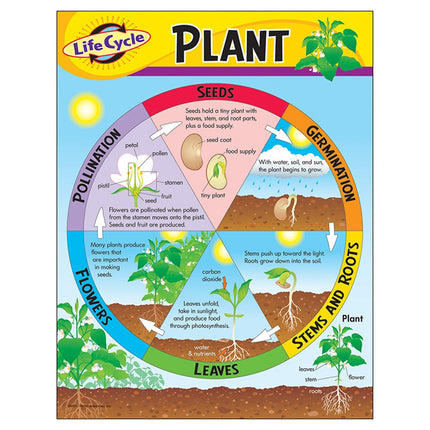 LAMINA  LIFE CICLE PLANT T38179