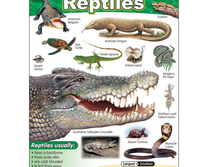LAMINA EXPLORING REPTILES T38181