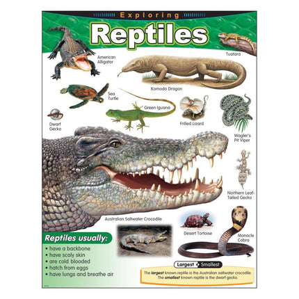 LAMINA EXPLORING REPTILES T38181