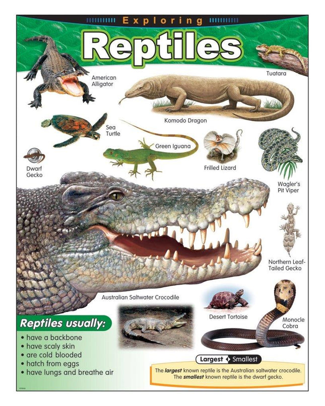 LAMINA EXPLORING REPTILES T38181
