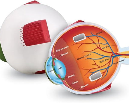 HUMAN EYE MODEL