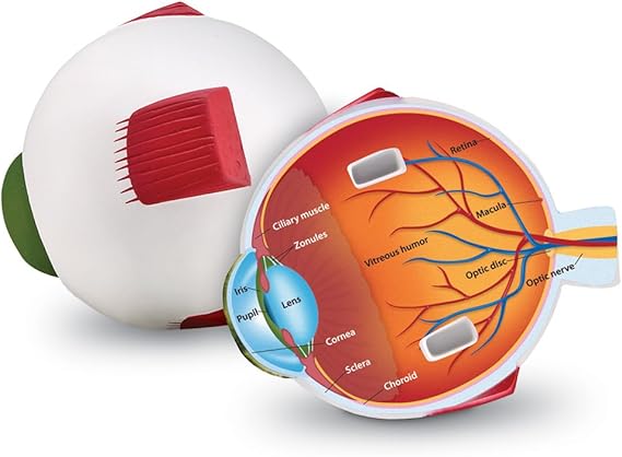 HUMAN EYE MODEL