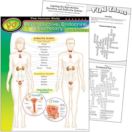 LAMINA REPRODUCTIVE ENDOCRIME