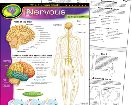 LAMINA NERVOUS SYSTEM