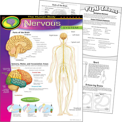 LAMINA NERVOUS SYSTEM
