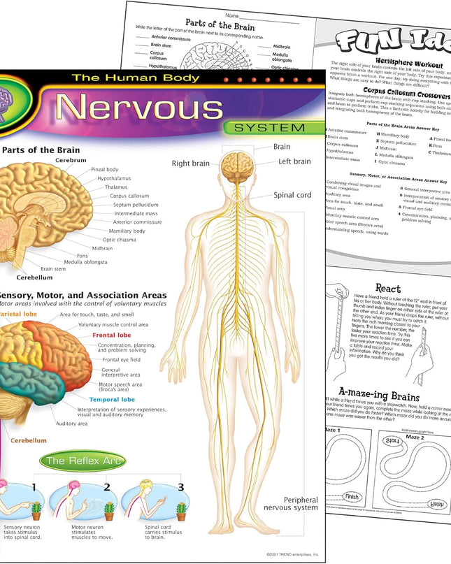 LAMINA NERVOUS SYSTEM