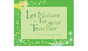 Lamina - Let Nature Be Your Teacher
